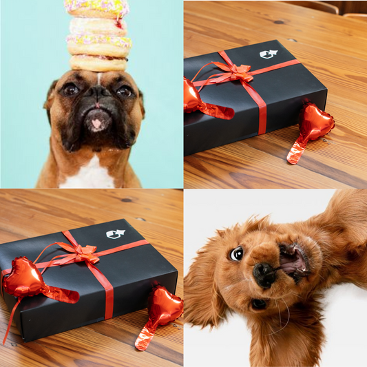 16 Regalos Originales para Amantes de los Perros (que lo tienen todo)